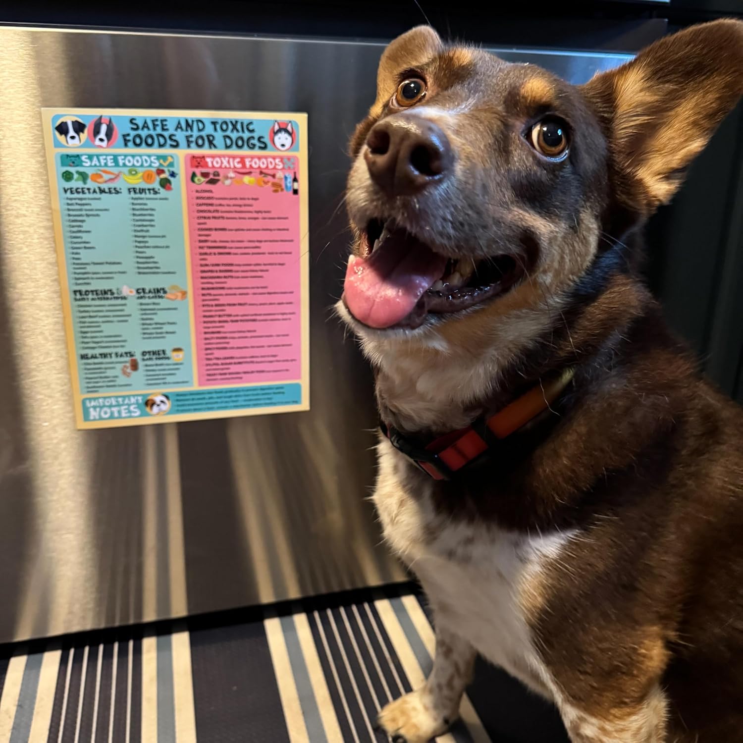 Magnetic 8.5x11 Safe and Toxic Foods for Dogs Magnet – Pet Safety Chart and Canine Nutrition Guide, Waterproof & Humidity- (Pack of 1)
